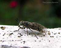 Haematopota sp.