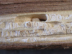 Tarlo del legno
