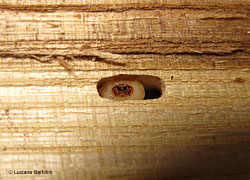 Tarlo del legno dentro alla sua galleria