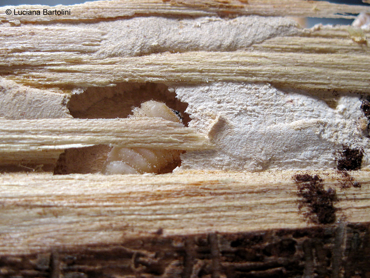Tarlo del legno Tarli travi rumore