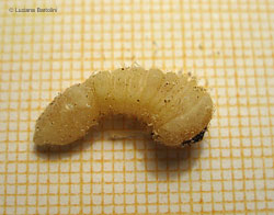 grossa larva tarlo del legno