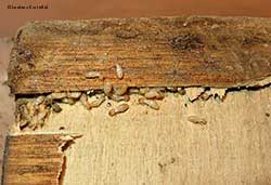 termiti all'interno degli strati di compensato