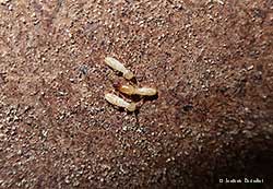 termiti operaie e soldato
