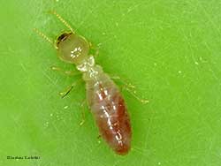 termite operaia