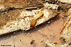 Termite soldato