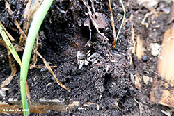 termiti con le ali - sciamatura