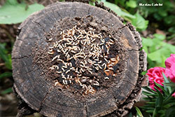 termiti che distruggono un ceppo di legno