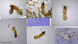 termiti soldato