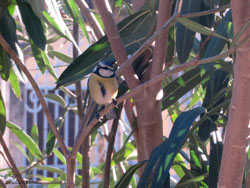 Cyanistes caeruleus posata su un rametto