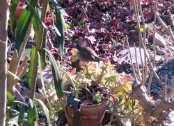 Occhiocotto femmina