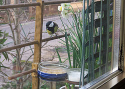 Parus major maschio