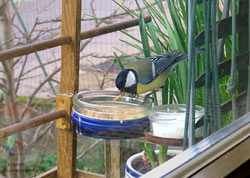 Parus major maschio che mangia una camola della farina