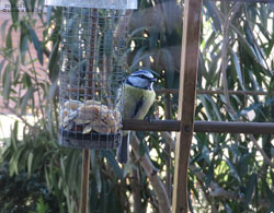 la cinciarella - Cyanistes caeruleus