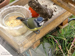 Cinciarella che mangia un biscotto