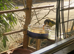 Cyanistes caeruleus la cinciarella