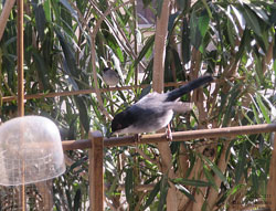 Sylvia melanocephala alla mangiatoia