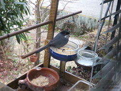 Occhiocotto maschio