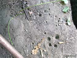 Trappole di vermileone sparse nel terreno 