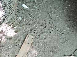 Trappole a forma di imbuto fatte dal vermileone