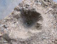 trappola di vermileonidae con sul fondo la larva