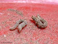 Due larve di vermileonidae