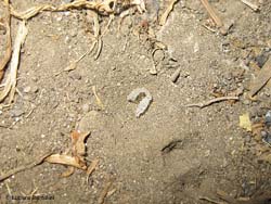 esoscheletro di una larva di vermileonide