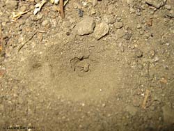 larva che ha catturato una formica