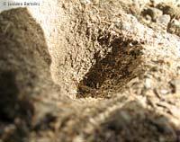 Larva di vermileonidae in fondo alla sua trappola