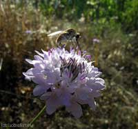 piccolo bombylius