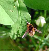 Bombylius major