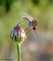 Bombylius