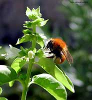 Bombo arancione su un fiore di basilico