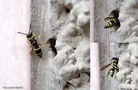Imenottero Ancistrocerus sp.