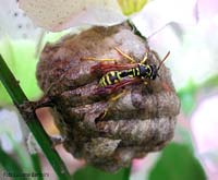 vespa Polistes che costruisce il nido di cartone