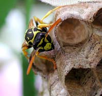 Vespa Polistes sul nido