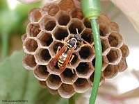 Vespa Polistes sul suo nido