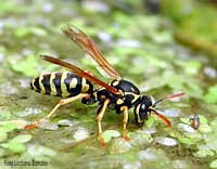 Vespa Polistes che sta bevendo