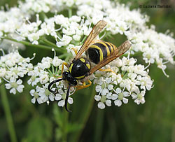  Vespula Vulgaris