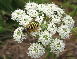  Vespula Vulgaris