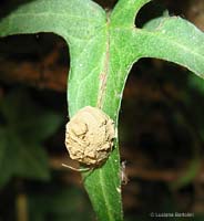 Nido di terra di Eumenes sp.