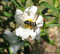 Imenottero Crabronidae