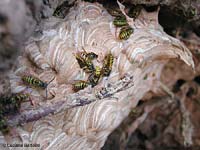 Nido di carta di Vespula germanica