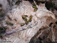 Nido di carta di Vespula germanica