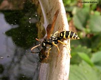 Vespa Polistes che sta bevendo