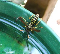 Vespa Polistes che sta bevendo