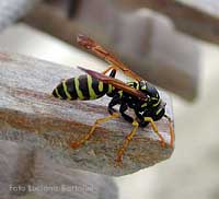 Vespa Polistes che stà sfilacciando del legno per costruire il suo nido