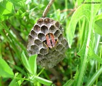Polistes dominulus che entra in una celletta del suo nido