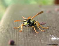 vespa polistes