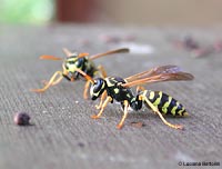 vespa polistes