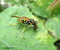 Vespa Polistes che sta impastando sostanze organiche per il nido